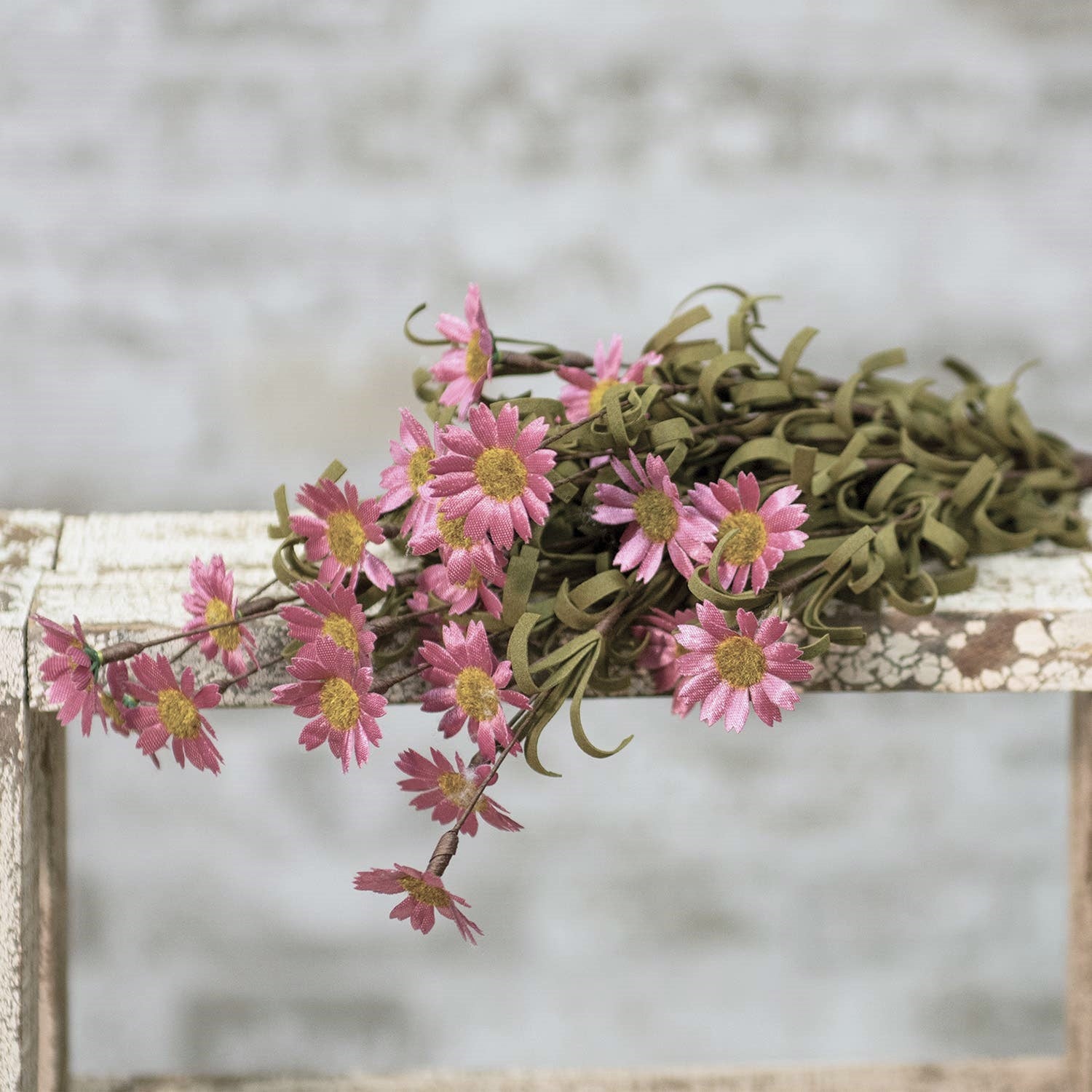 Wild Pink Daisy Bush
