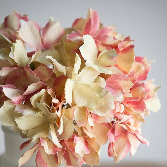 English Cottage Hydrangea Stem | 14"