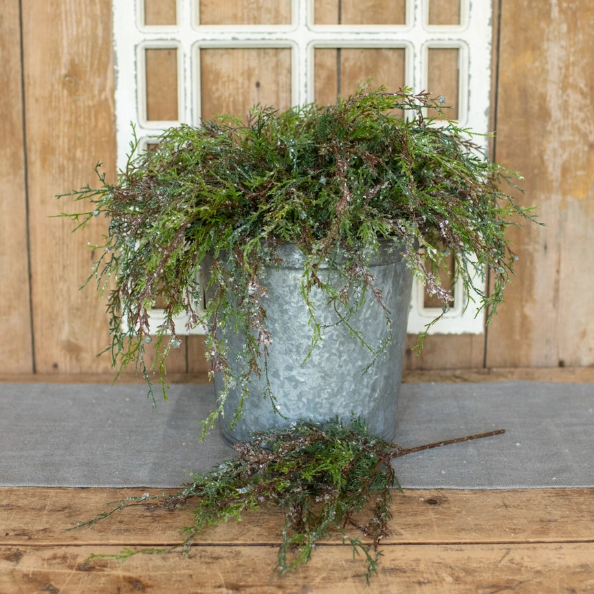 Weeping Cedar Spray with Snow