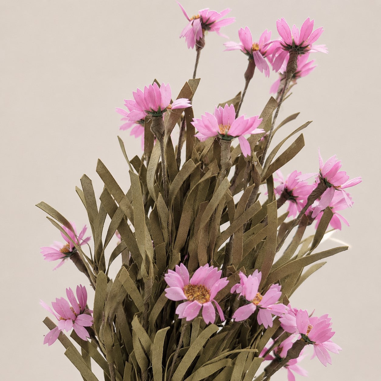 Wild Pink Daisy Bush