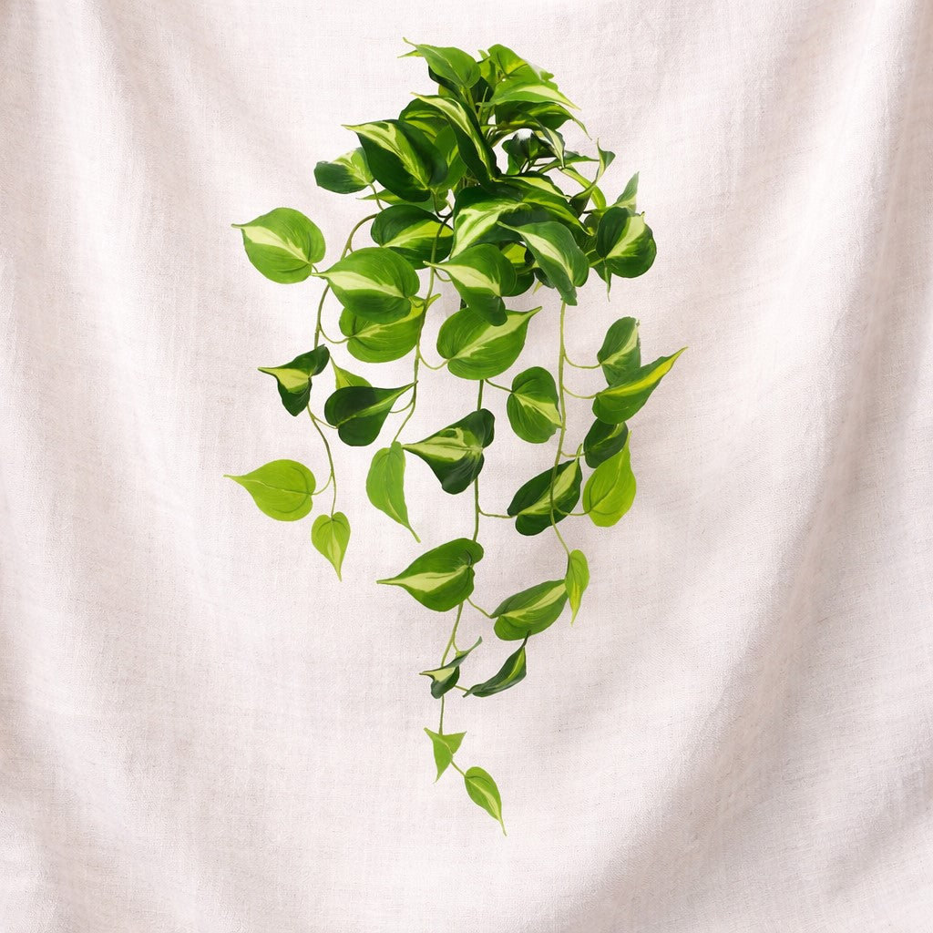 Cascading Variegated Pothos Bush | 26"